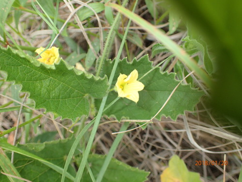 Image of Cucumis hirsutus by no rights reserved