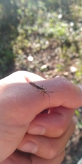 Dictyopsocus pennicornis