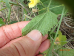 Cucumis hirsutus