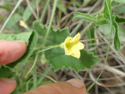 Image of Cucumis hirsutus by no rights reserved