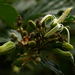 Grewia sulcata - Photo (c) Bart  Wursten, μερικά δικαιώματα διατηρούνται (CC BY-NC-SA)