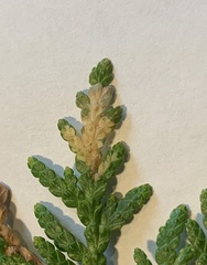 Coleotechnites thujaella