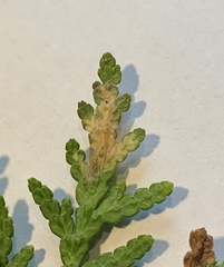 Coleotechnites thujaella