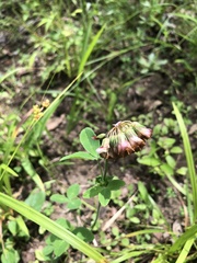 Trifolium reflexum
