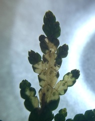 Coleotechnites thujaella