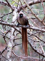 Colius striatus minor