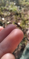Dictyopsocus pennicornis
