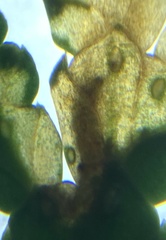 Coleotechnites thujaella