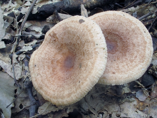 Oakbug Milkcap