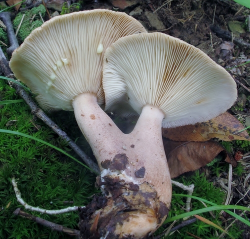 Oakbug Milkcap