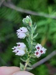 Erica lehmannii