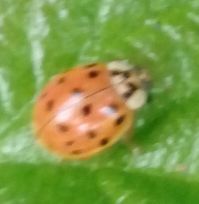 Harmonia axyridis