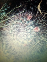 Mammillaria scrippsiana