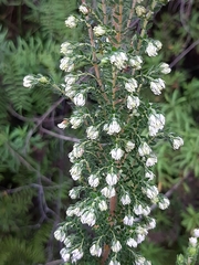 Erica lehmannii