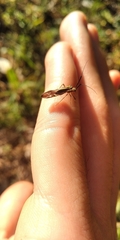 Dictyopsocus pennicornis
