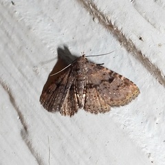 Metalectra quadrisignata