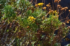 Coreocarpus dissectus