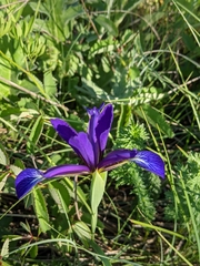 Iris reichenbachiana