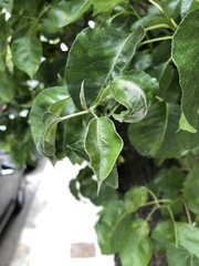 Podosphaera leucotricha