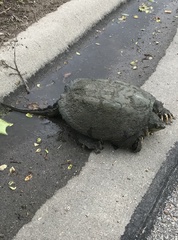 Chelydra serpentina