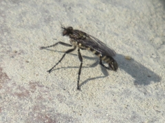 Lasiopogon