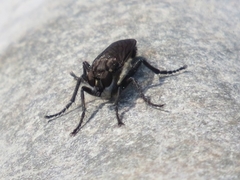 Lasiopogon