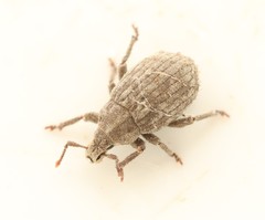 Romualdius scaber