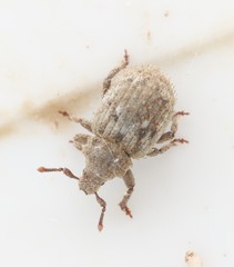 Trachyphloeus scabriculus