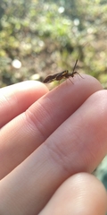 Dictyopsocus pennicornis