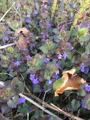 Glechoma hederacea