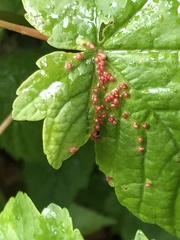 Eriophyidae