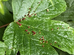 Eriophyidae