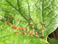 Eriophyidae