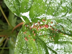 Eriophyidae