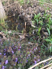 Equisetum arvense image