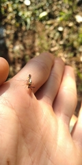 Dictyopsocus pennicornis