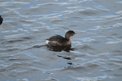 Podilymbus podiceps