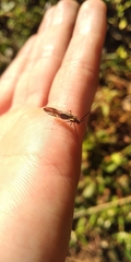 Dictyopsocus pennicornis