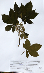Vitex buchananii
