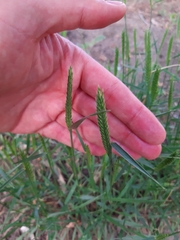 Agropyron desertorum
