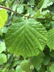 Corylus avellana