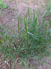 Agropyron desertorum