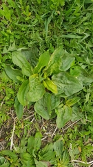 Plantago major