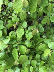 Corylus avellana