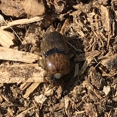 Euoniticellus intermedius