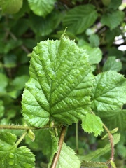 Corylus avellana