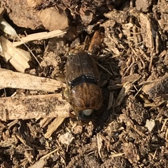 Euoniticellus intermedius