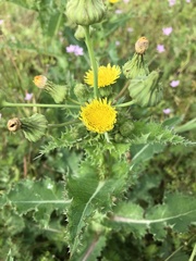 Sonchus asper