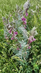 Vicia pannonica