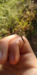 Dictyopsocus pennicornis